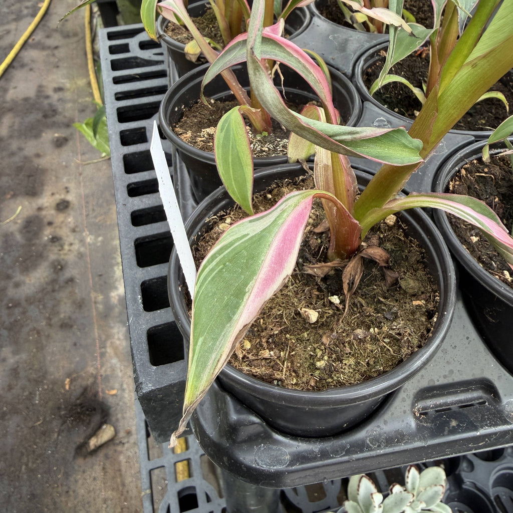 Pink Variegated Banana - Musa Nono Specimen - 4" Live Plant