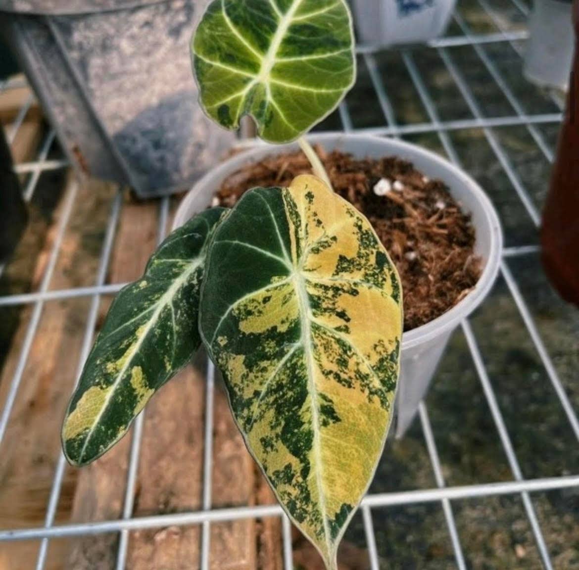 Alocasia "Black Velvet" "Aurea" variegated TC Plantlet