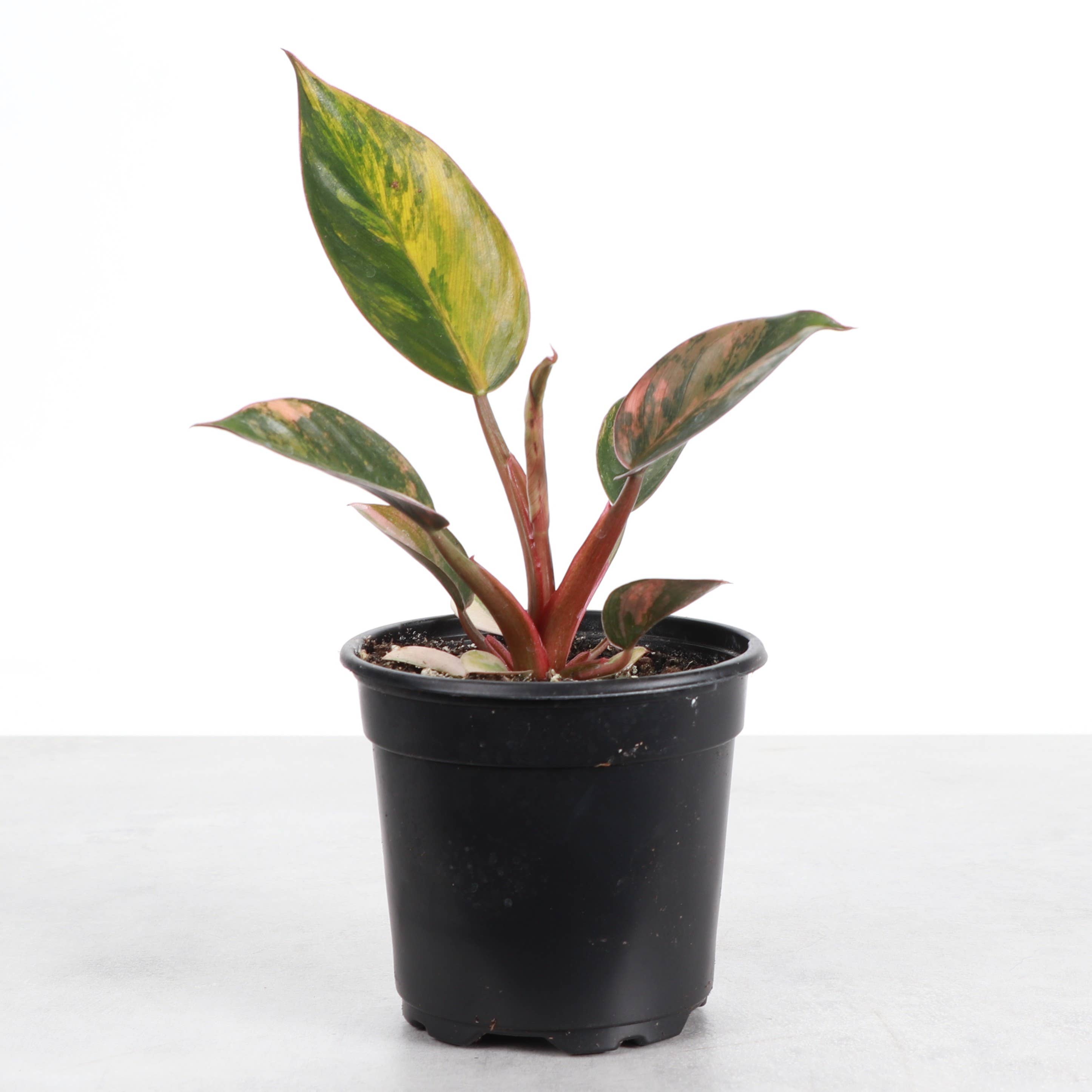 Philodendron Red Congo Variegated - 4" Live Plant - Rare