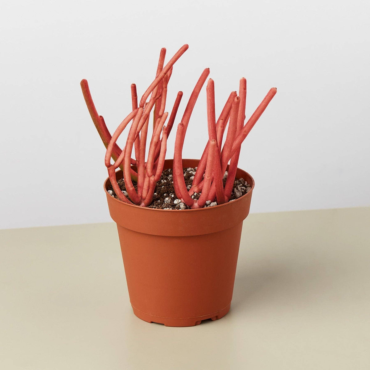 Euphorbia 'Fire Sticks'
