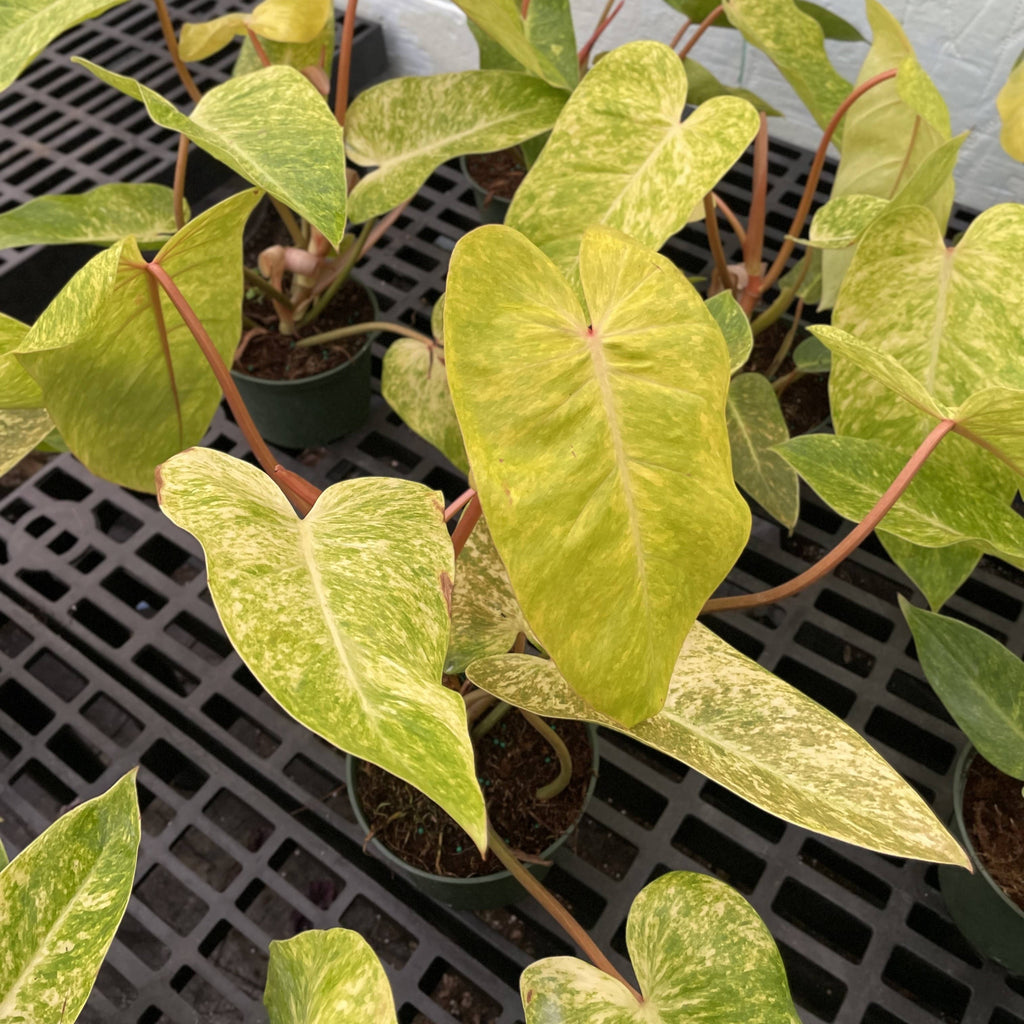 Painted Lady Philodendron - Live Plant - Rare