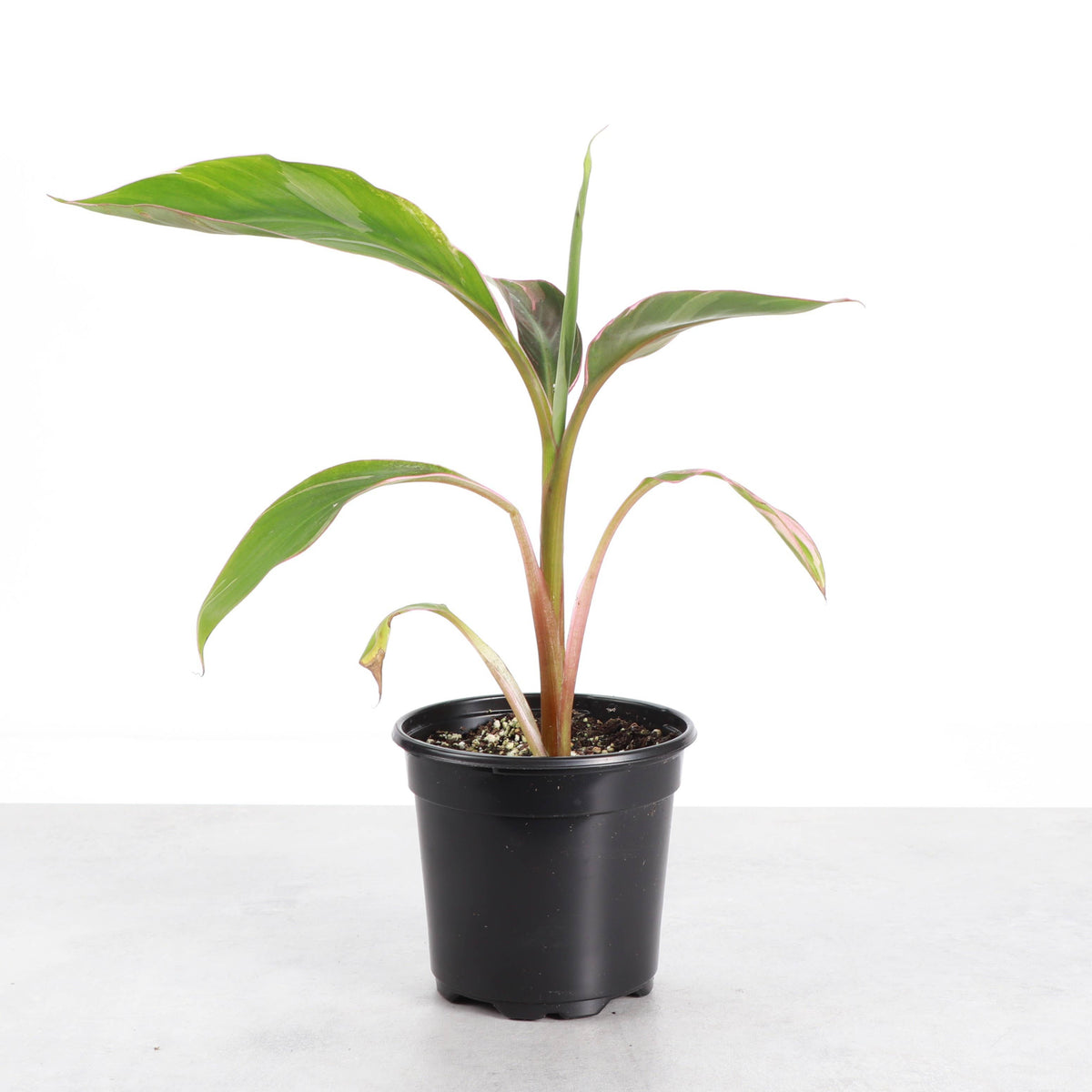 Pink Variegated Banana - Musa Nono Specimen - 4" Live Plant