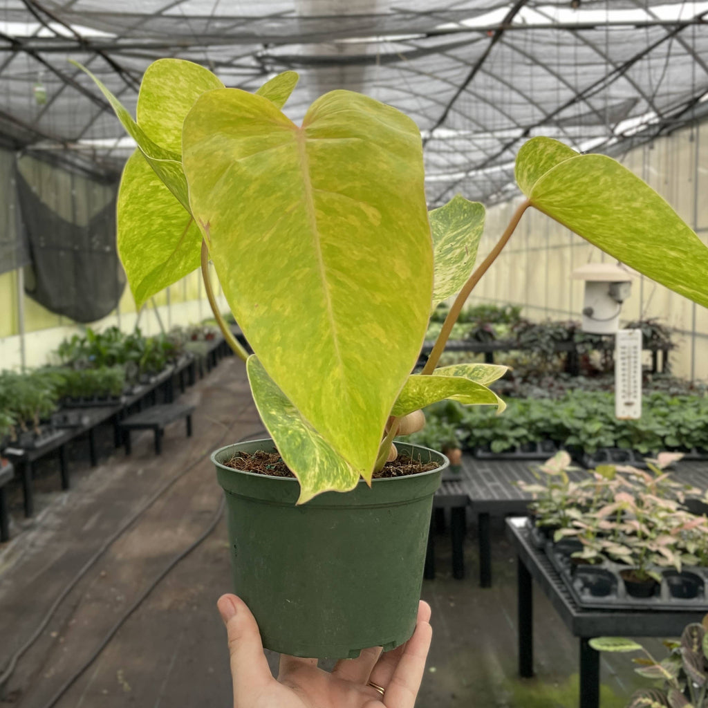 Painted Lady Philodendron - Live Plant - Rare