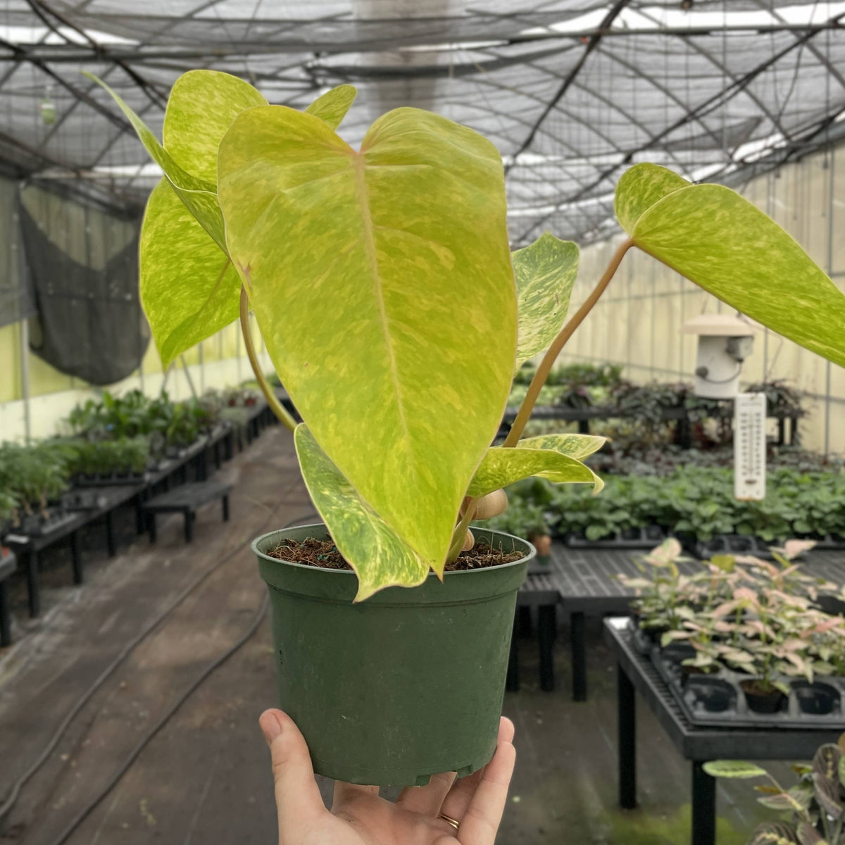 Painted Lady Philodendron - Live Plant - Rare