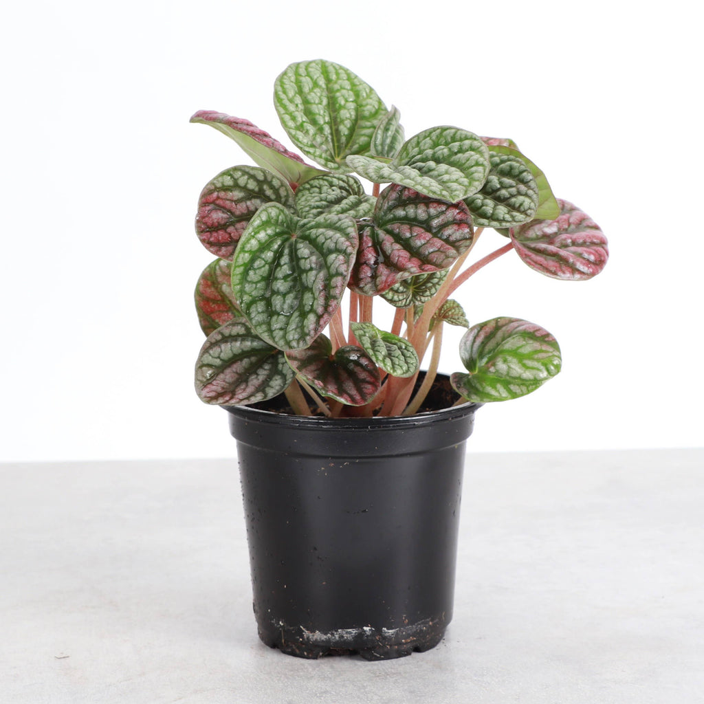 Peperomia Robella Pink - 4" Live Plant