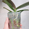 Phalaenopsis Kaoda Twinkle