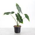Alocasia Longiloba Silver - 4" Live Plant