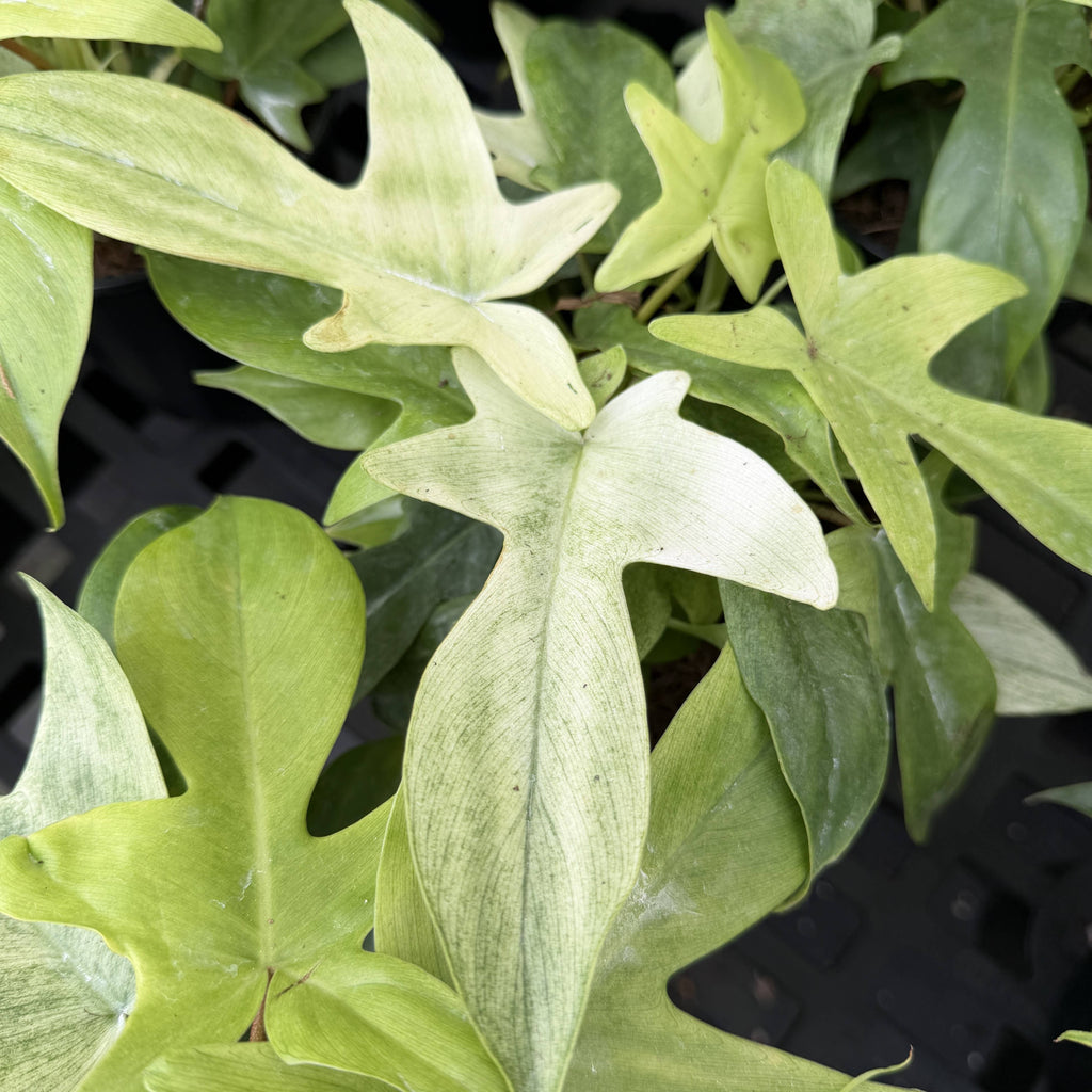 Florida Ghost Philodendron - 5.5" Live Plant - Rare Species