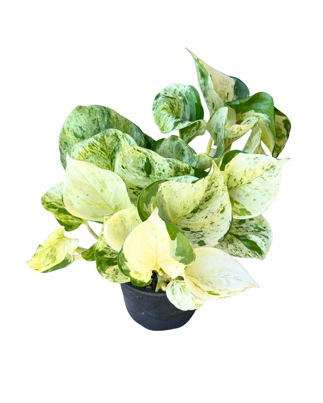 4" Pothos Manjula - Epipremnum Aureum Manjula – Wholesale