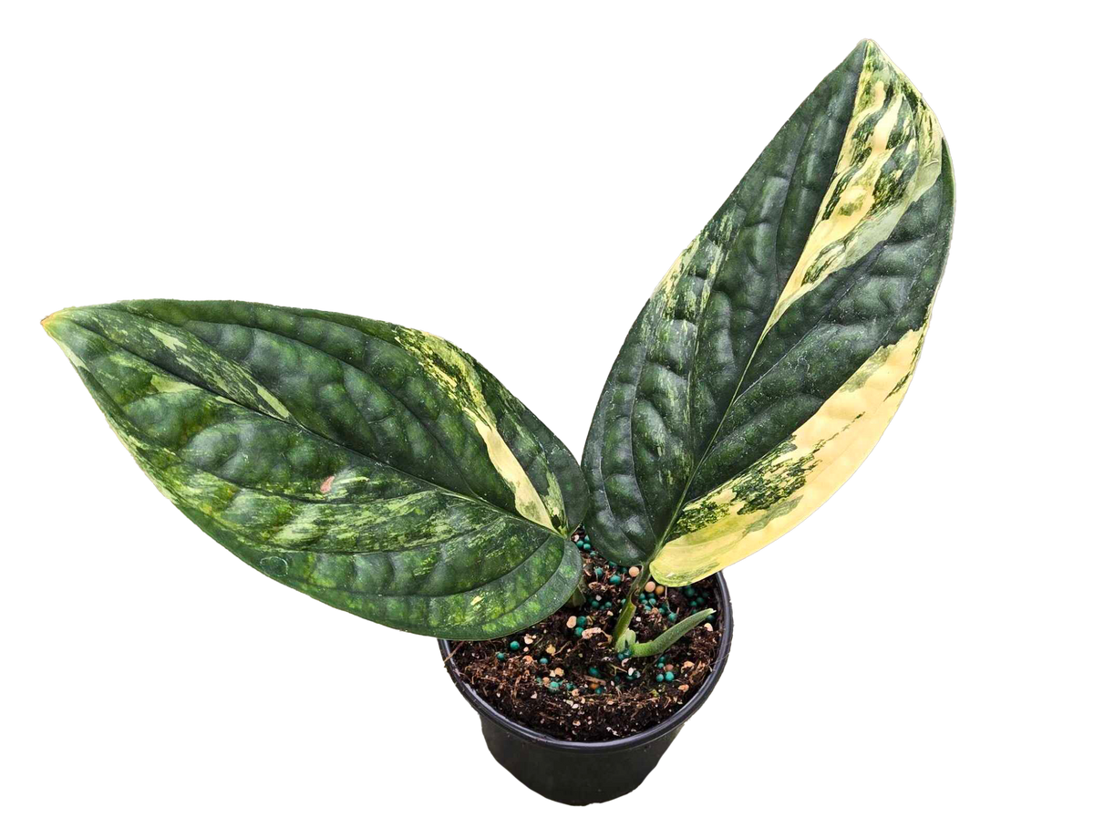 Monstera Peru Variegated 4in Grow Pot