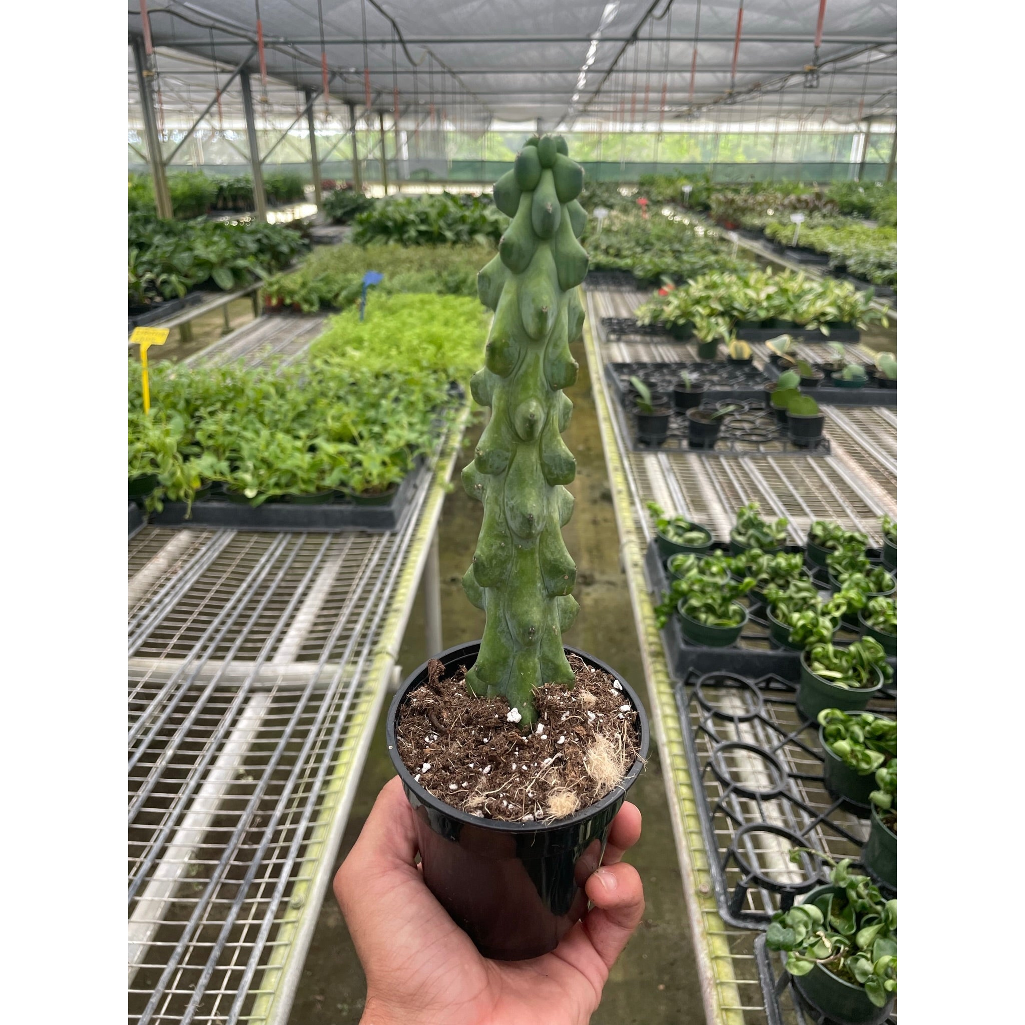 Boobie Cactus