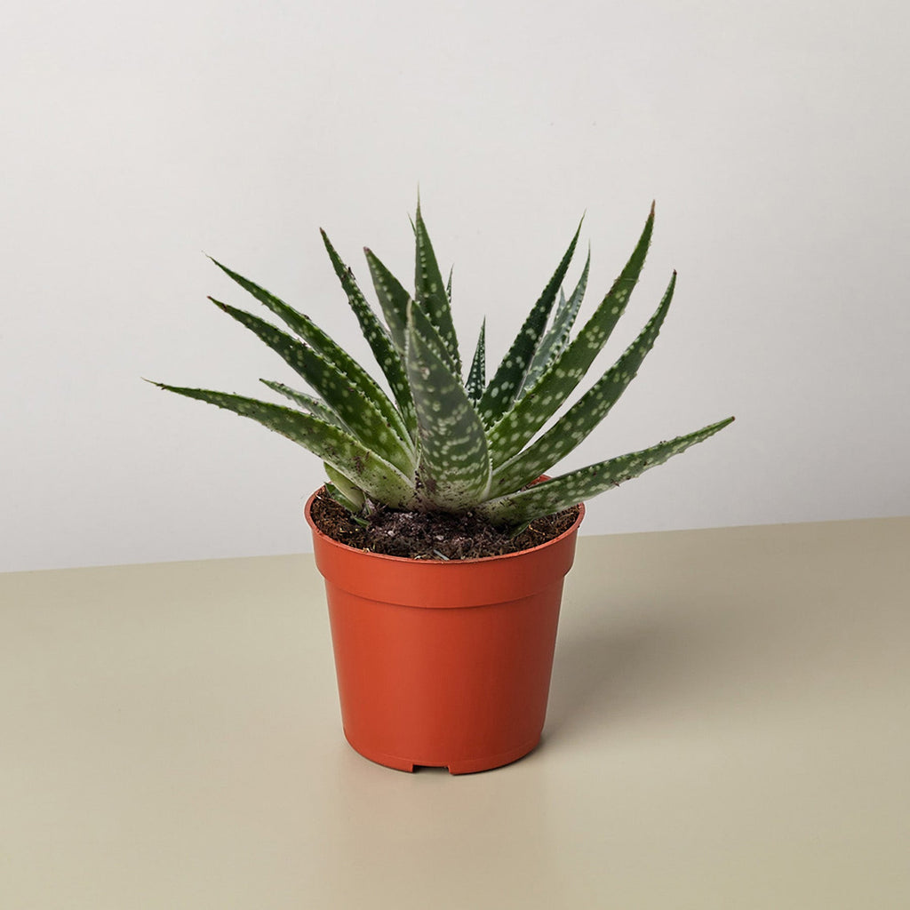 Succulent Gasteria Zimflora