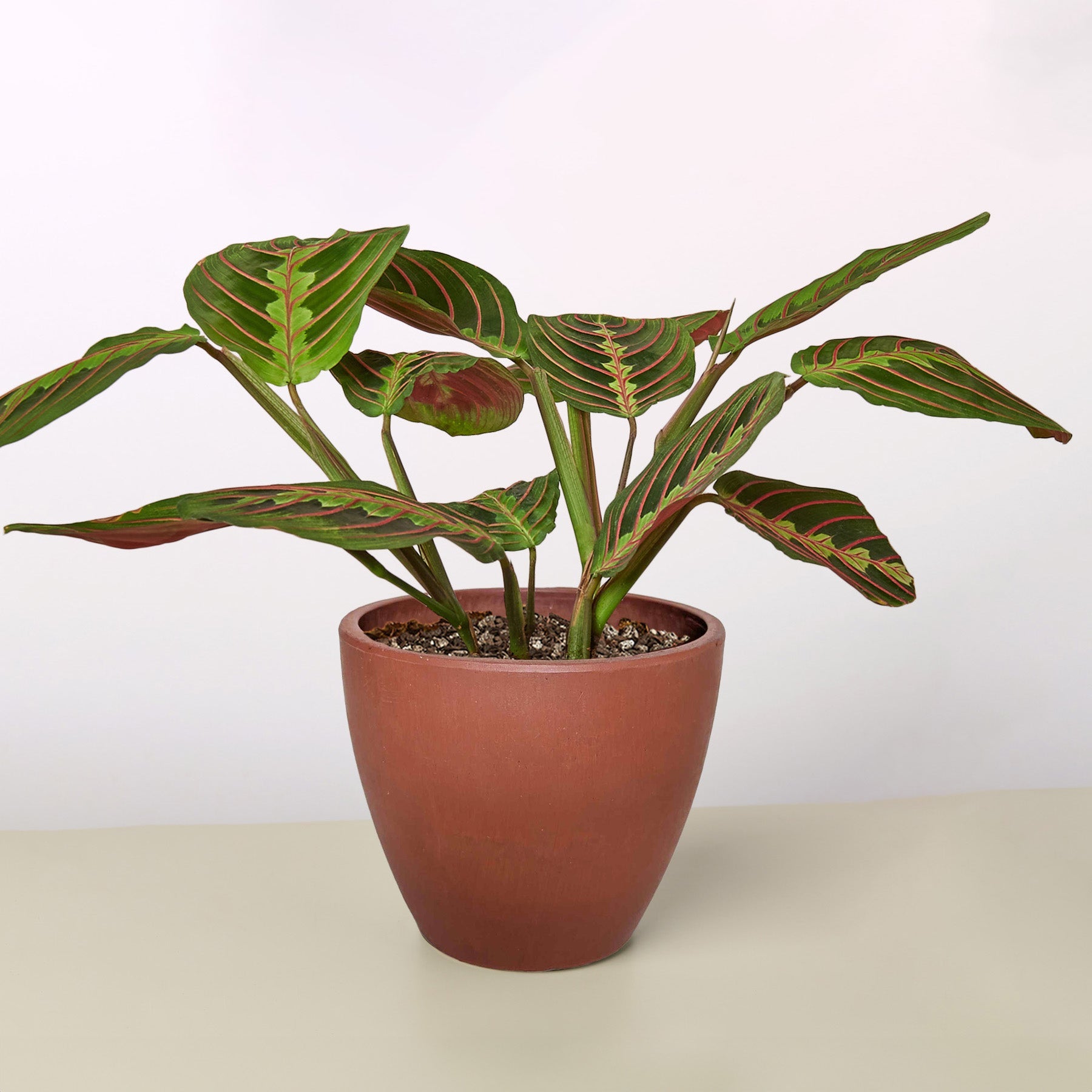 Maranta 'Red Prayer'