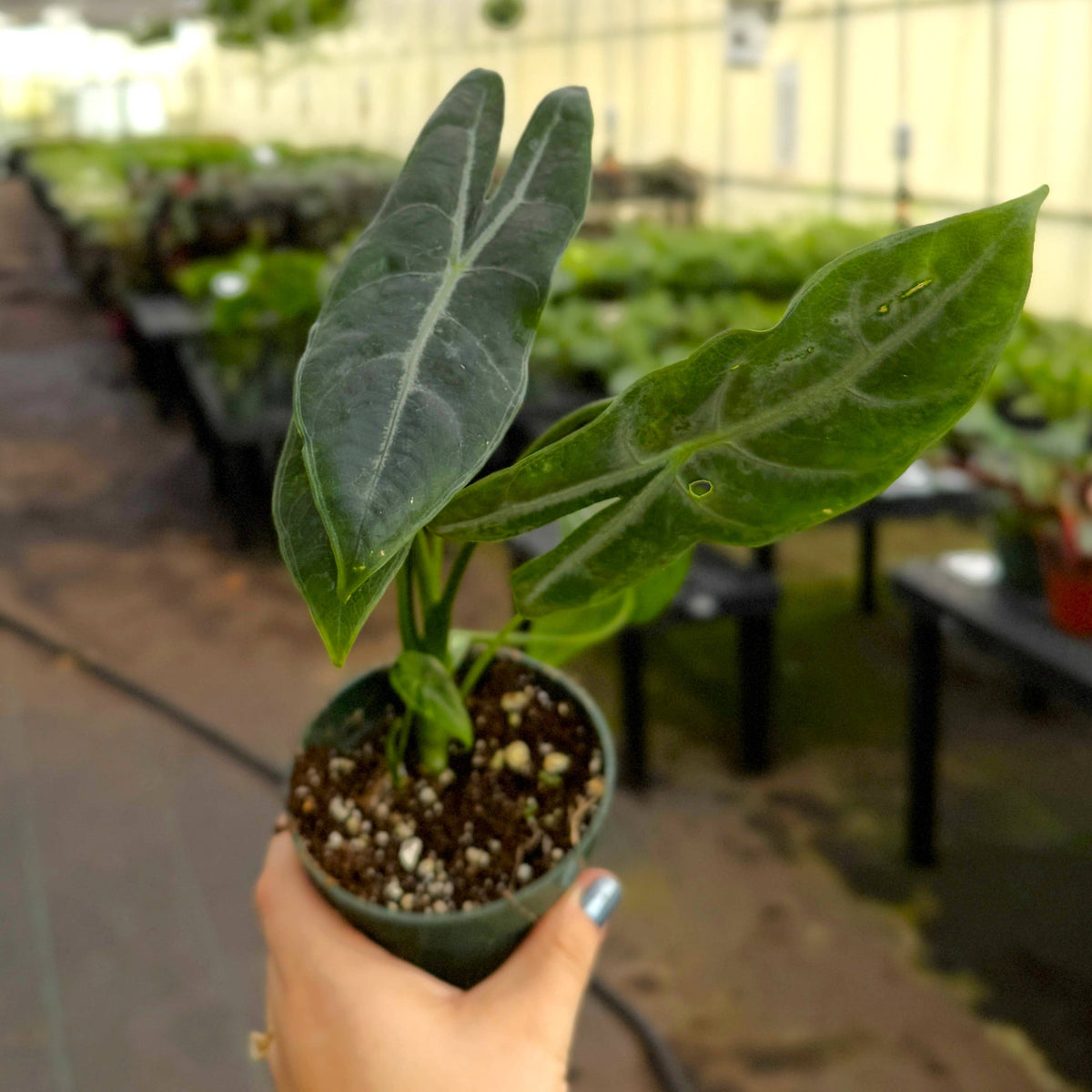 Alocasia Longiloba Silver - 4" Live Plant