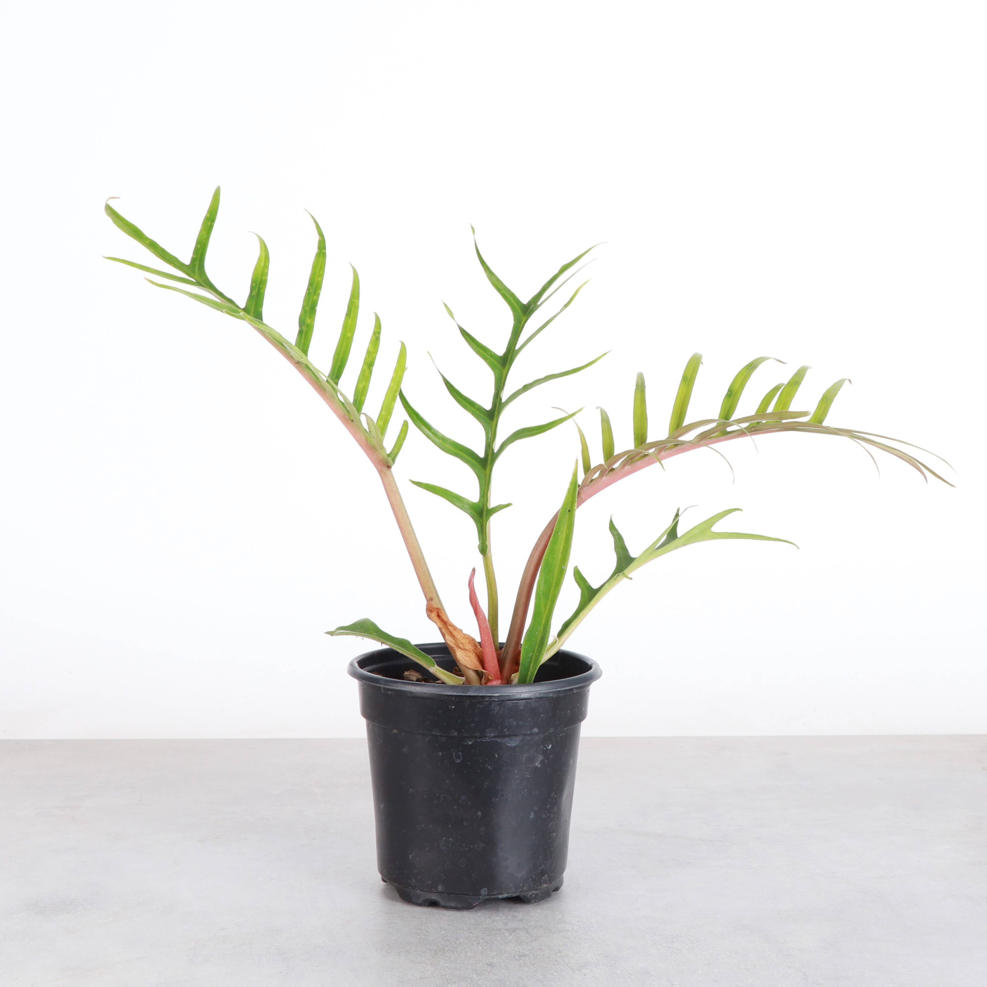 Philodendron Tortum - Live Plant - Rare
