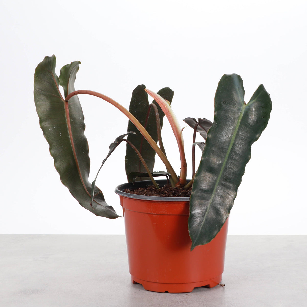 Black Form Philodendron Billietiae - Live Plant - Rare