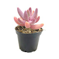 Rare Pachysedum Ganzhou Pink Succulent