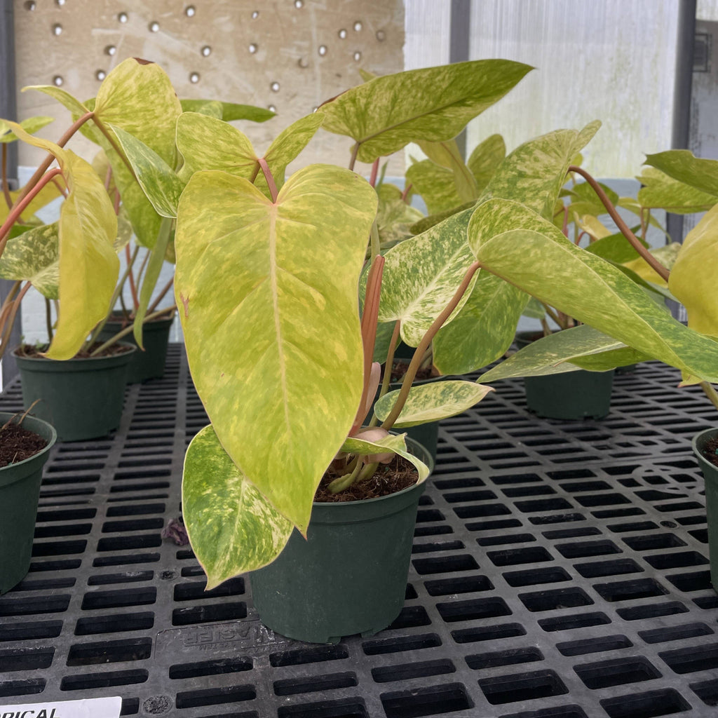 Painted Lady Philodendron - Live Plant - Rare