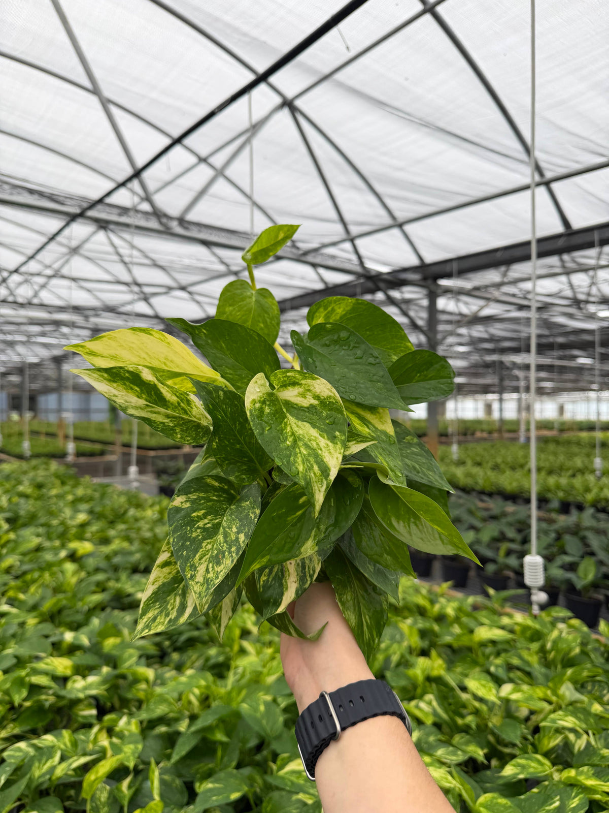 POTHOS Hawaiian Live Plant 6in