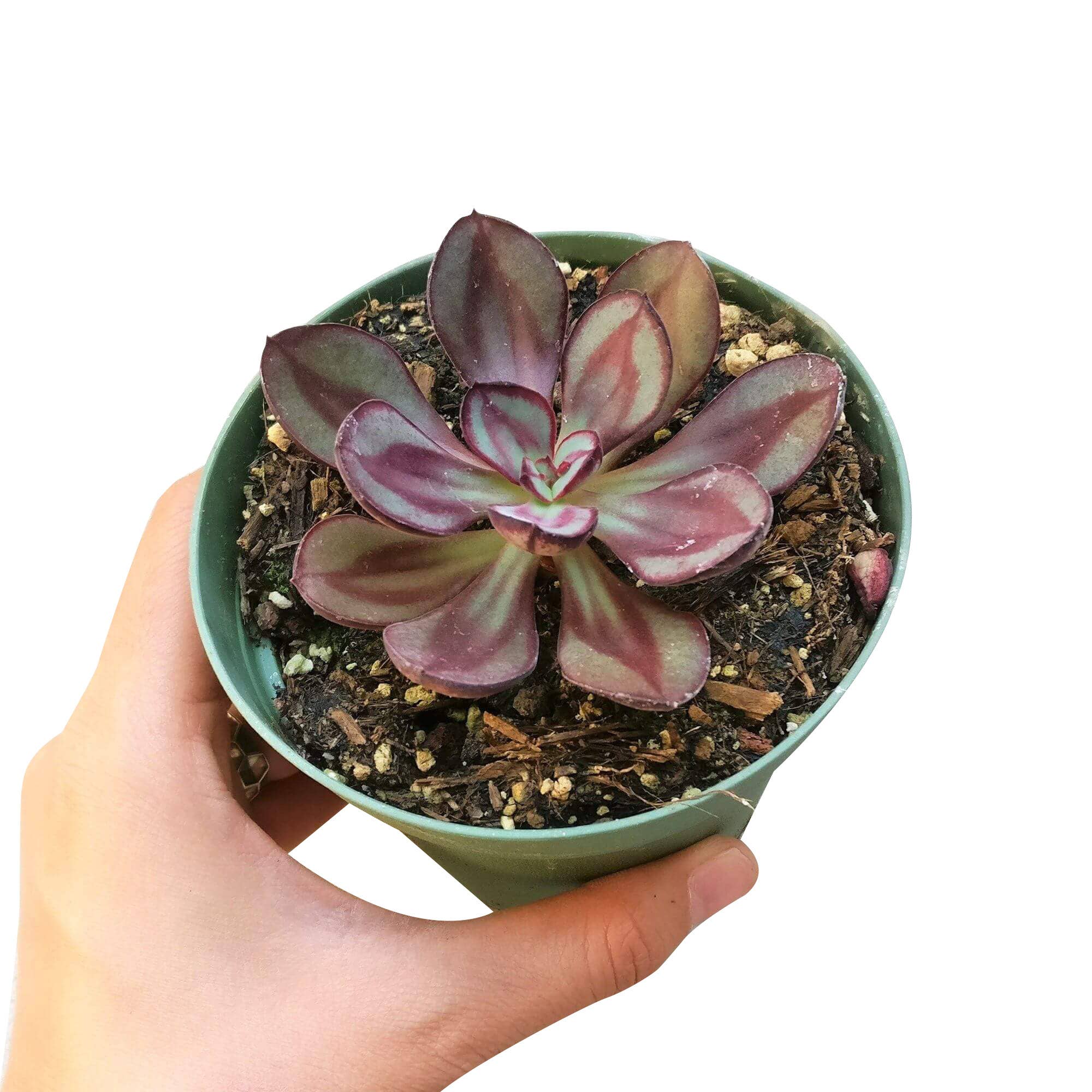 Painted Echeveria Nodulosa