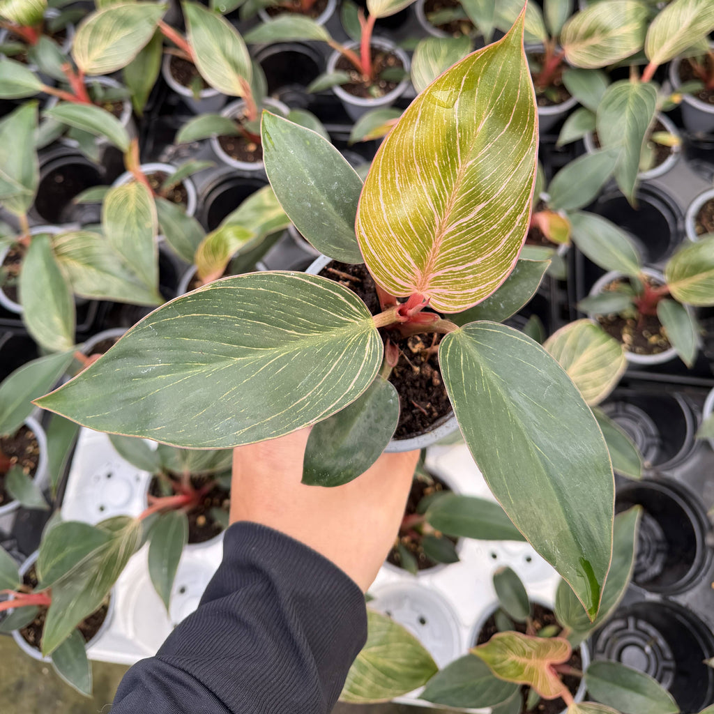 Pink Philodendron Birkin - Live Plant - Rare