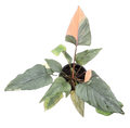 Homalomena Pink Diamond 4in Grow Pot