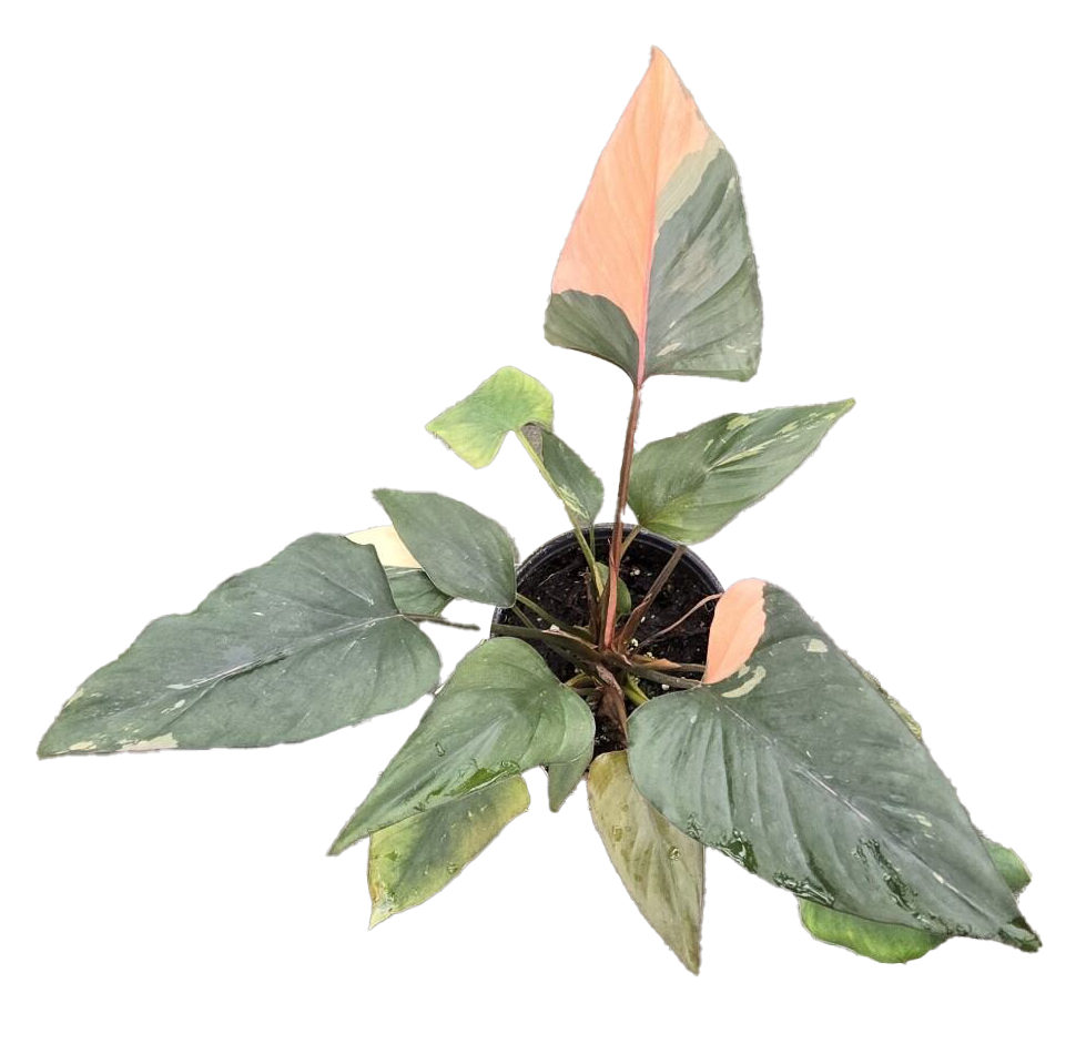 Homalomena Pink Diamond 4in Grow Pot