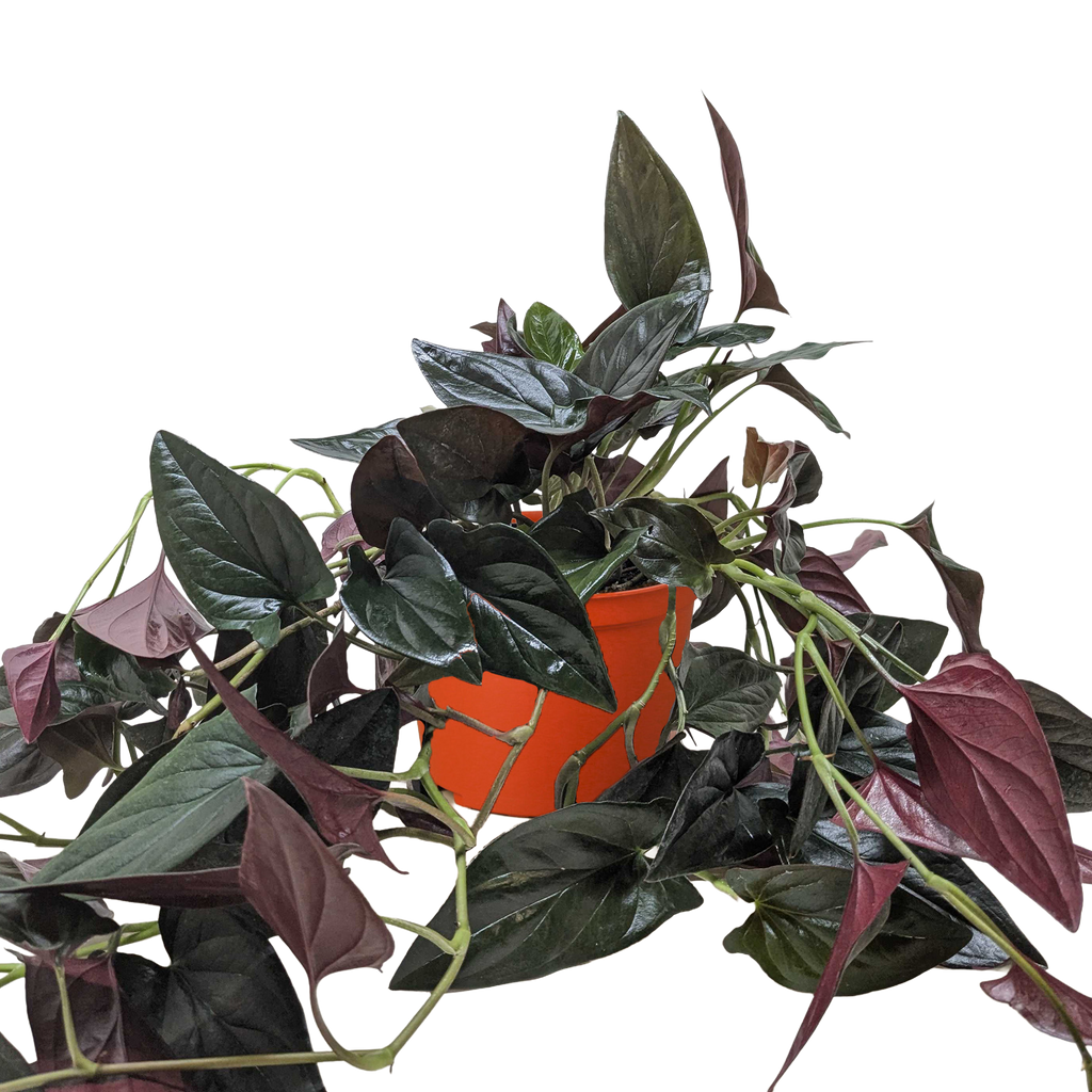 Syngonium 'Red Arrow' - 6" Pot