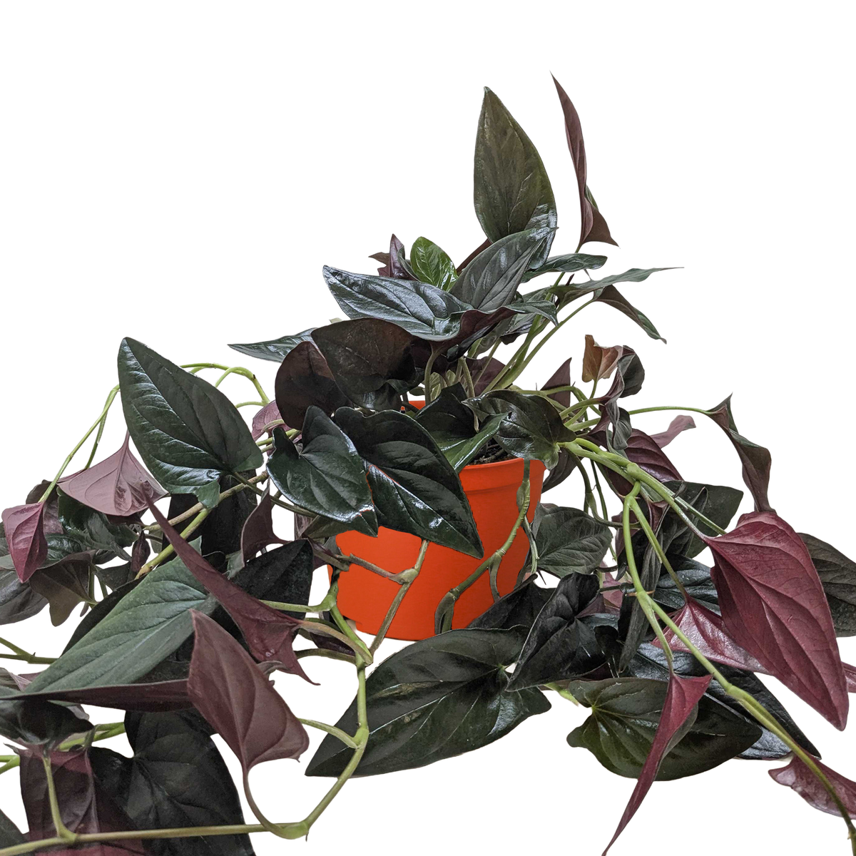 Syngonium 'Red Arrow' - 6" Pot
