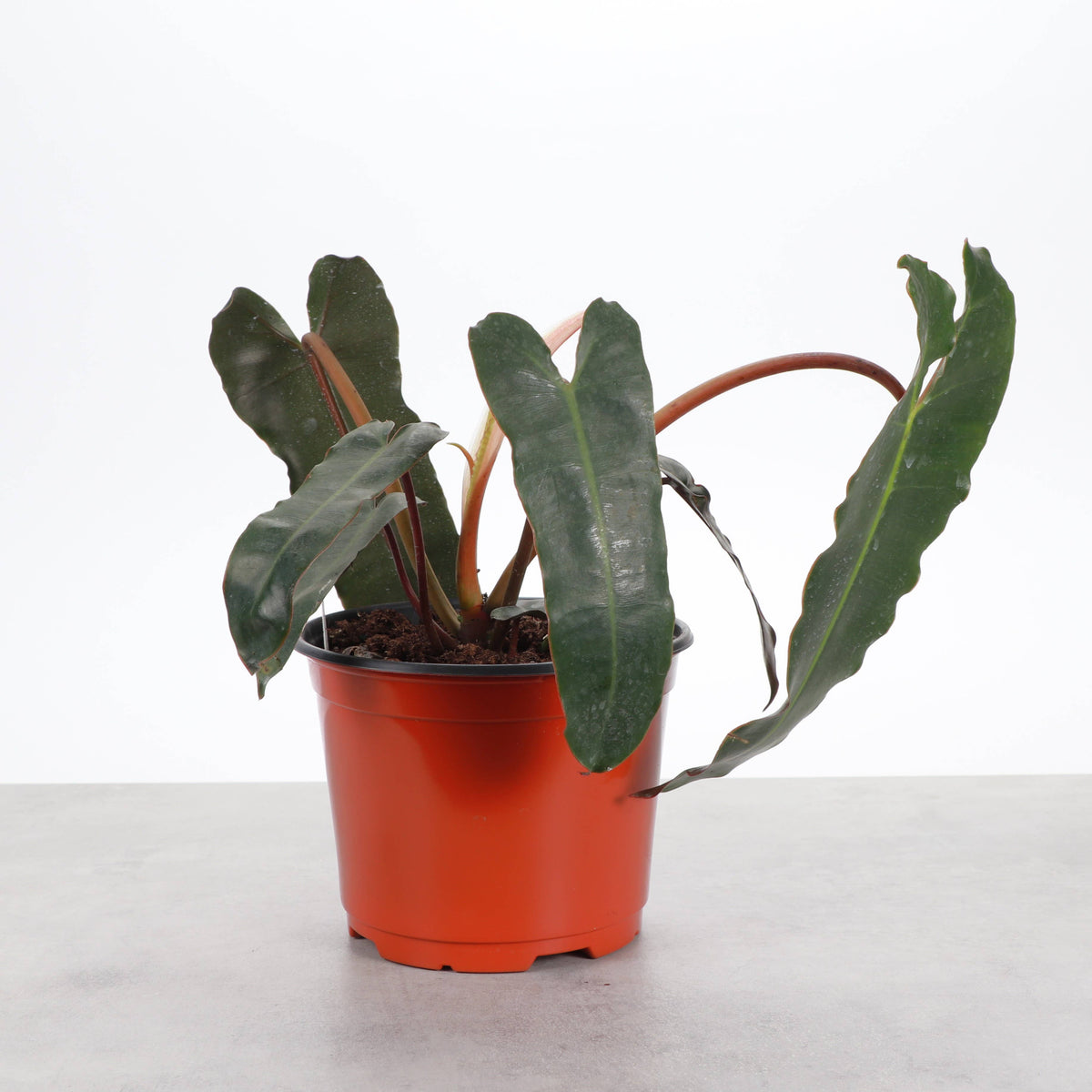 Black Form Philodendron Billietiae - Live Plant - Rare
