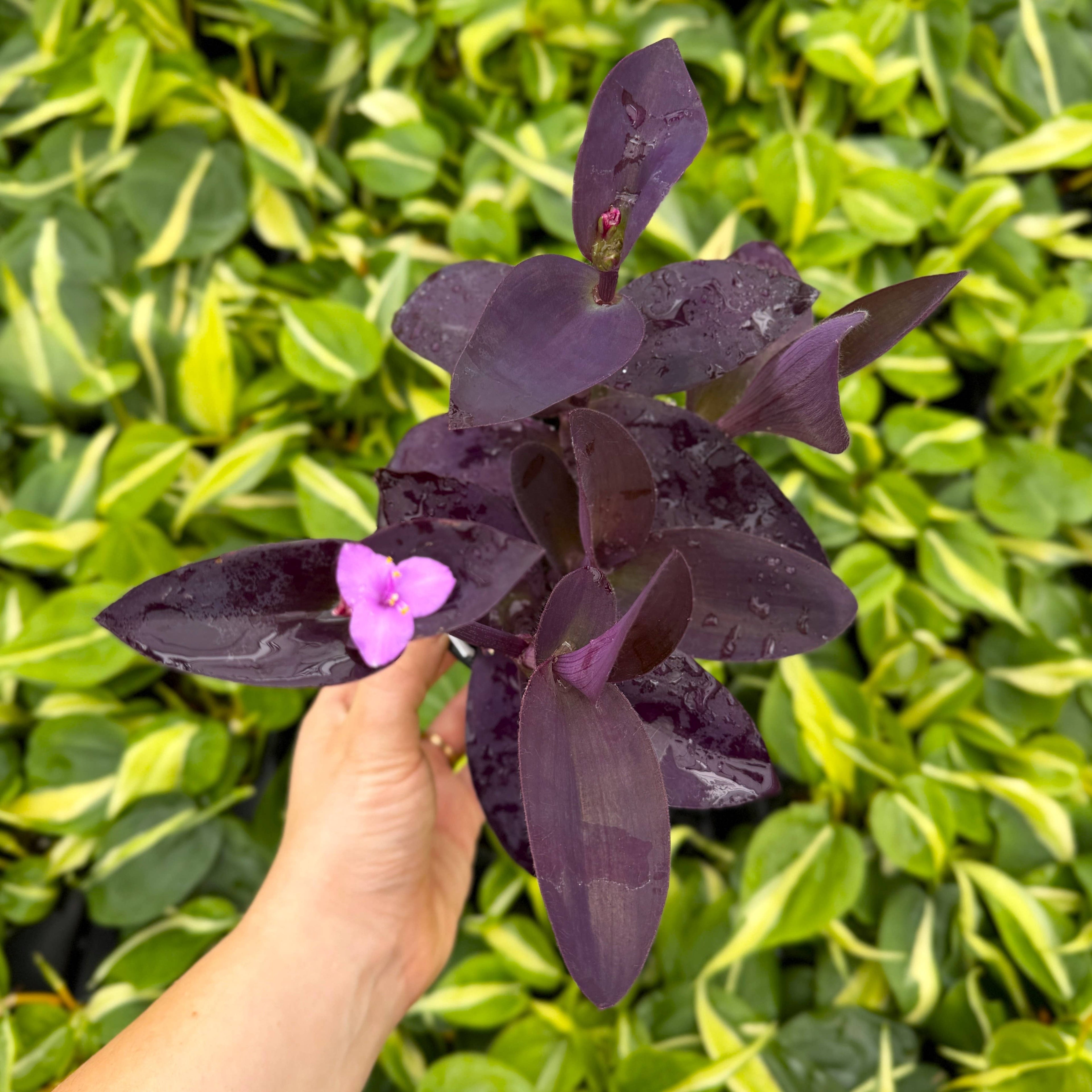 Tradescantia Purple Queen - 4" Live Plant