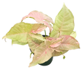 Syngonium Double Pink 4 inch Grower Pot