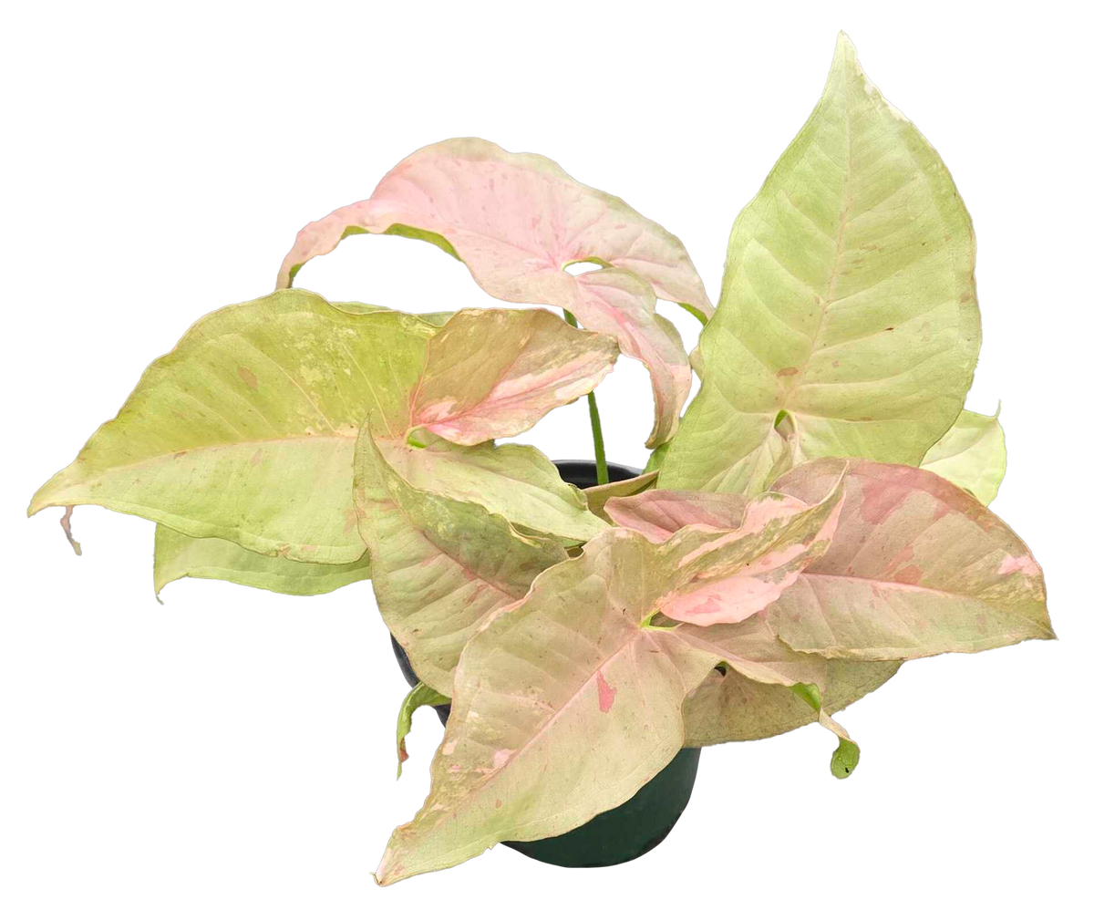 Syngonium Double Pink 4 inch Grower Pot