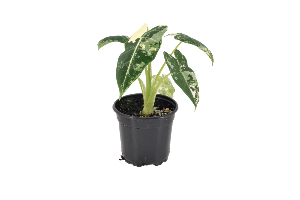 Alocasia Frydek Variegated 4 inch Grower Pot