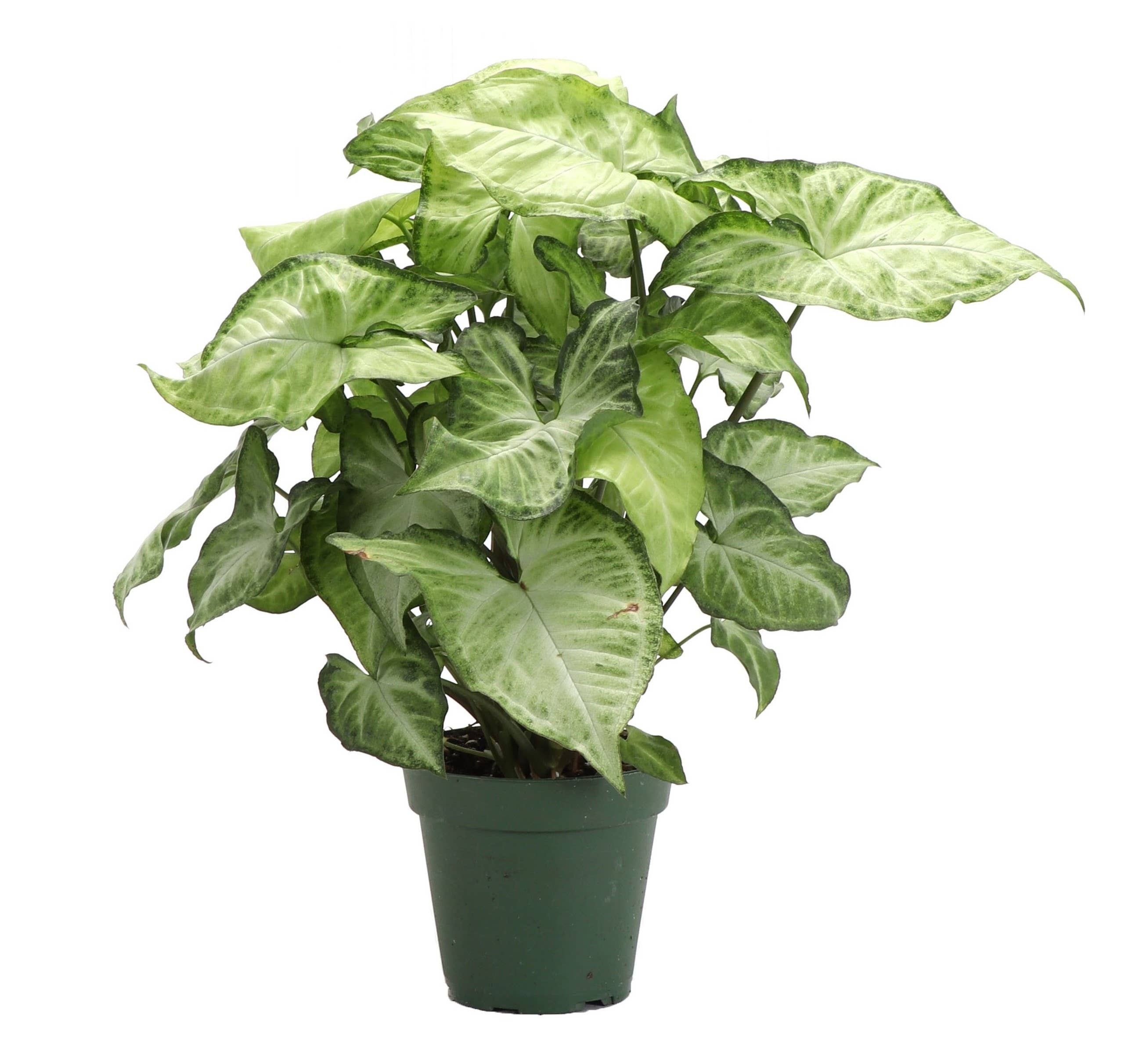 Assorted Butterfly Syngonium - Live Plant