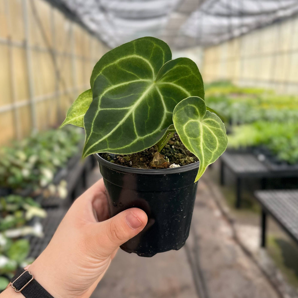 Anthurium Clarinervium - 4" Live Plant