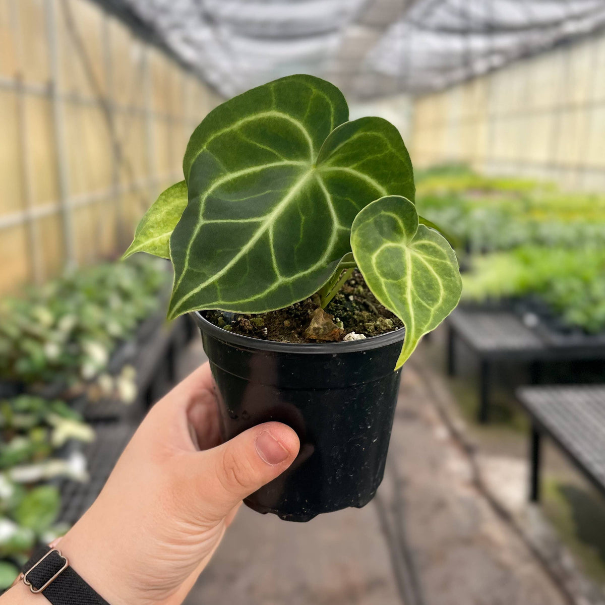 Anthurium Clarinervium - 4" Live Plant