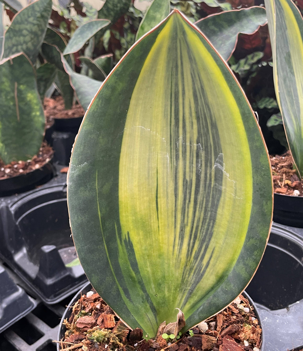 Variegated Whale Fin Snake Plant - Live Plant - Rare