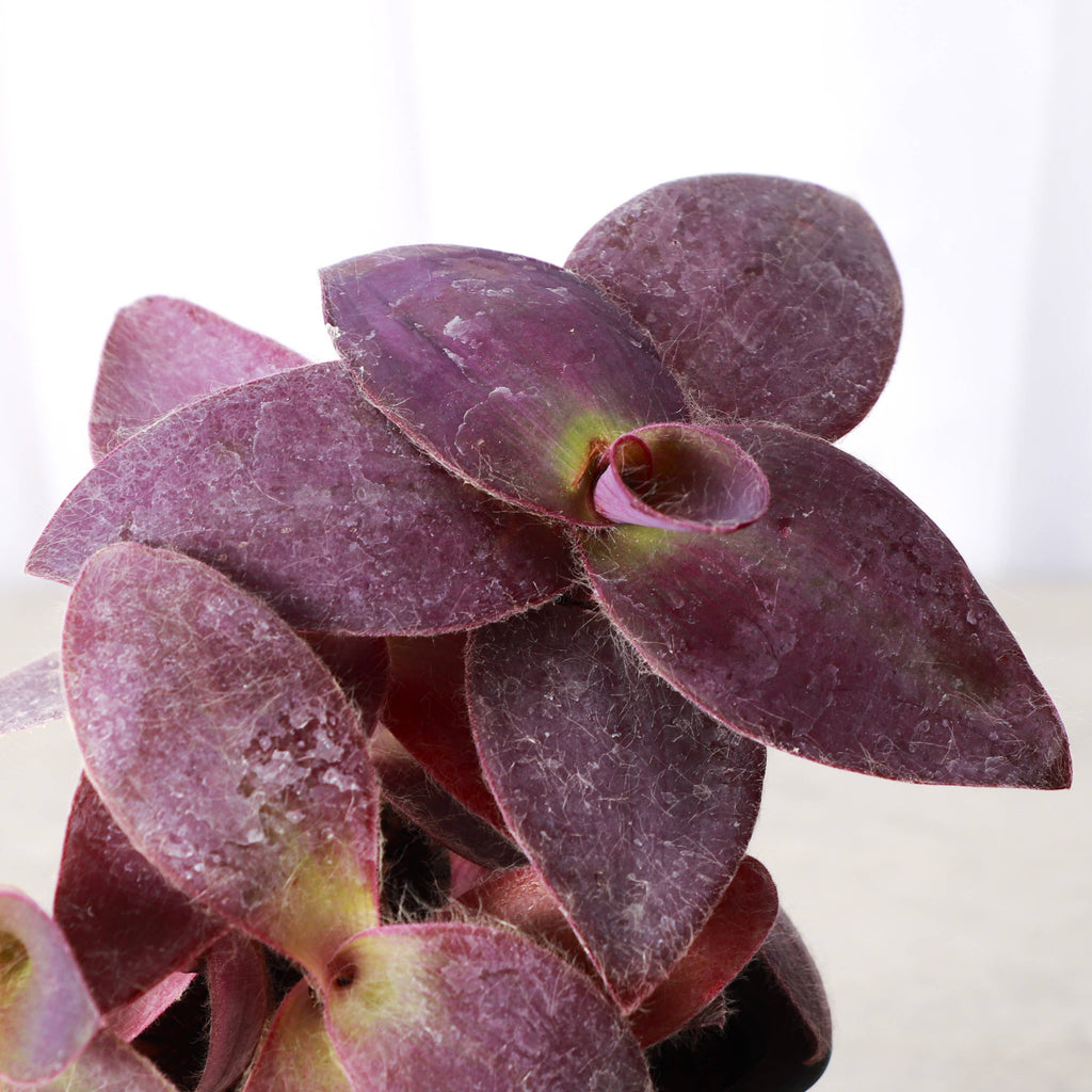 Tradescantia Purple Queen - 4" Live Plant