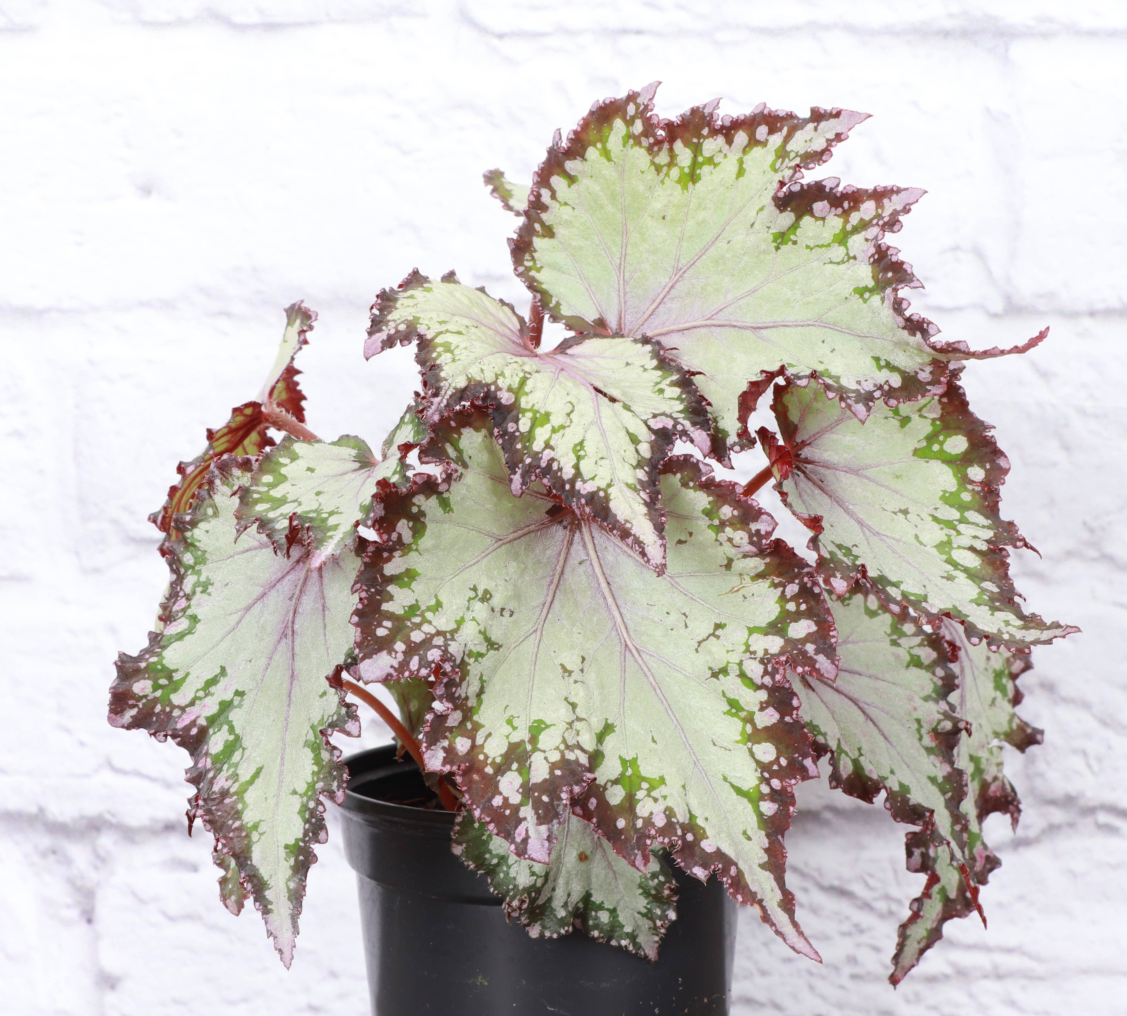 Rex Begonia - 4" Live Plant - Assorted Color