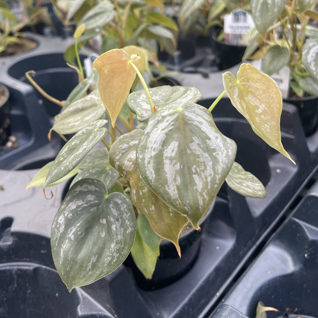 Philodendron Brandtianum - Live Plant