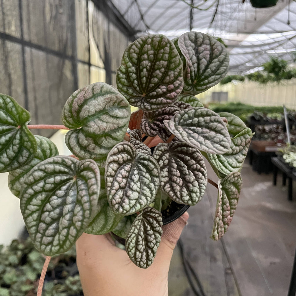 Peperomia Robella Pink - 4" Live Plant