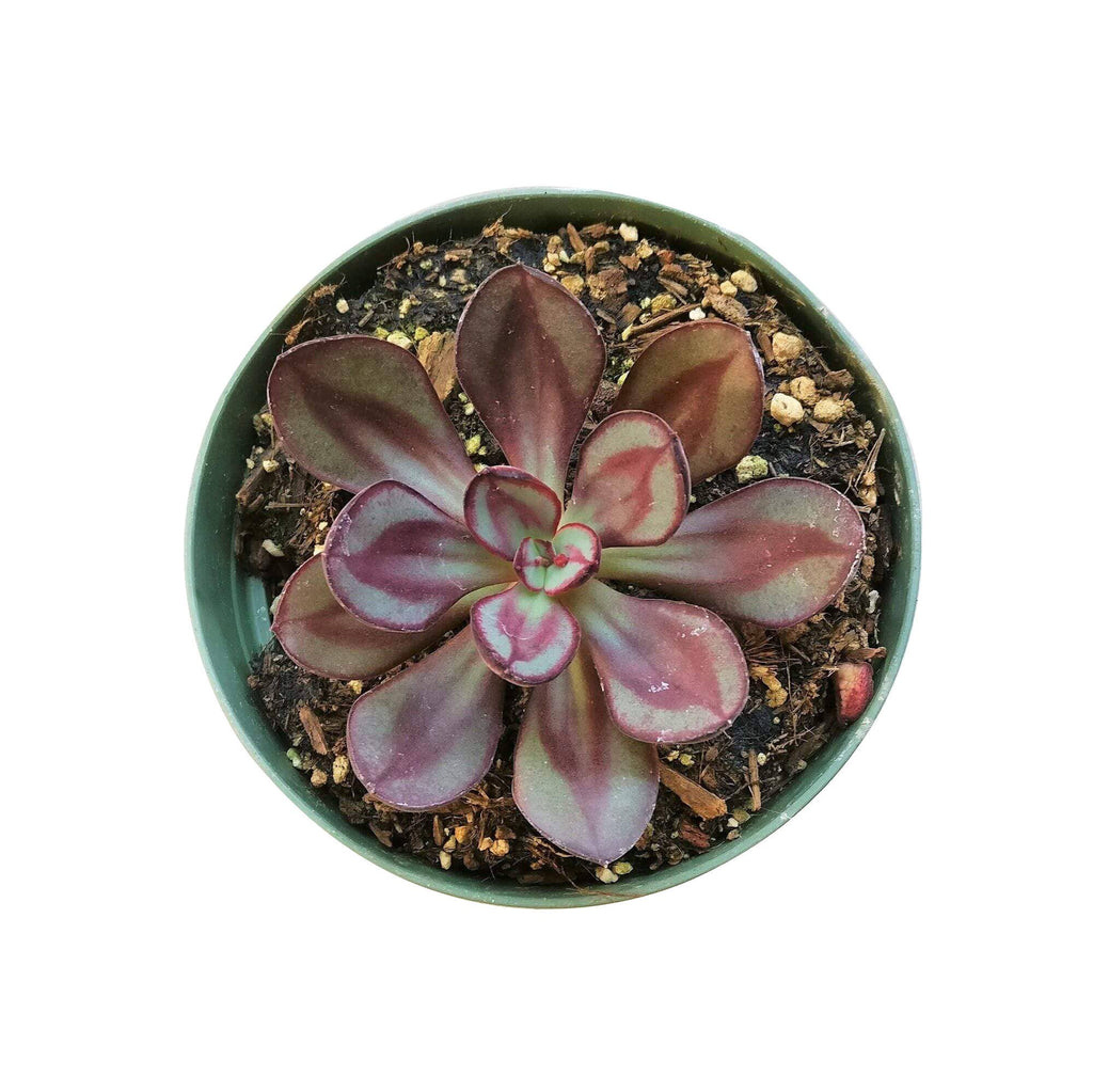Painted Echeveria Nodulosa