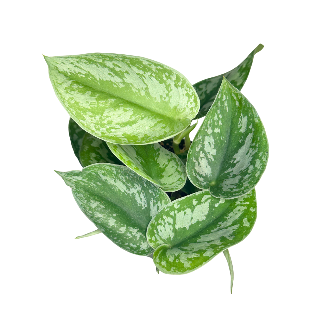 4" Scindapsus Pictus Exotica - Satin Pothos