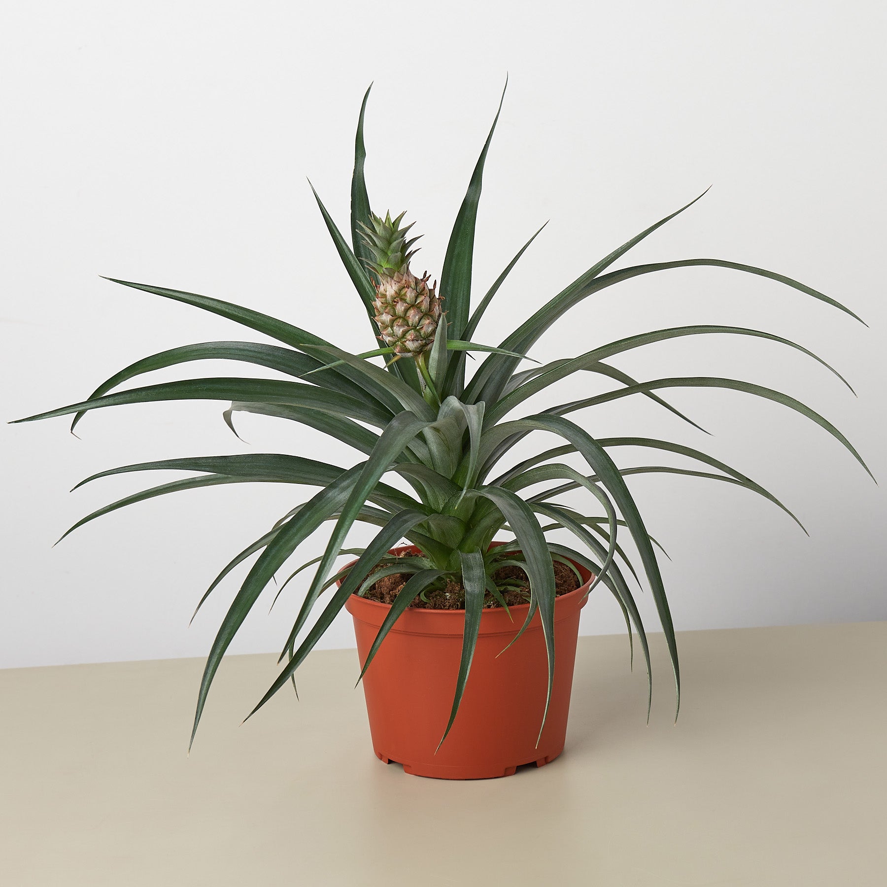 Bromeliad 'Yellow Pineapple'
