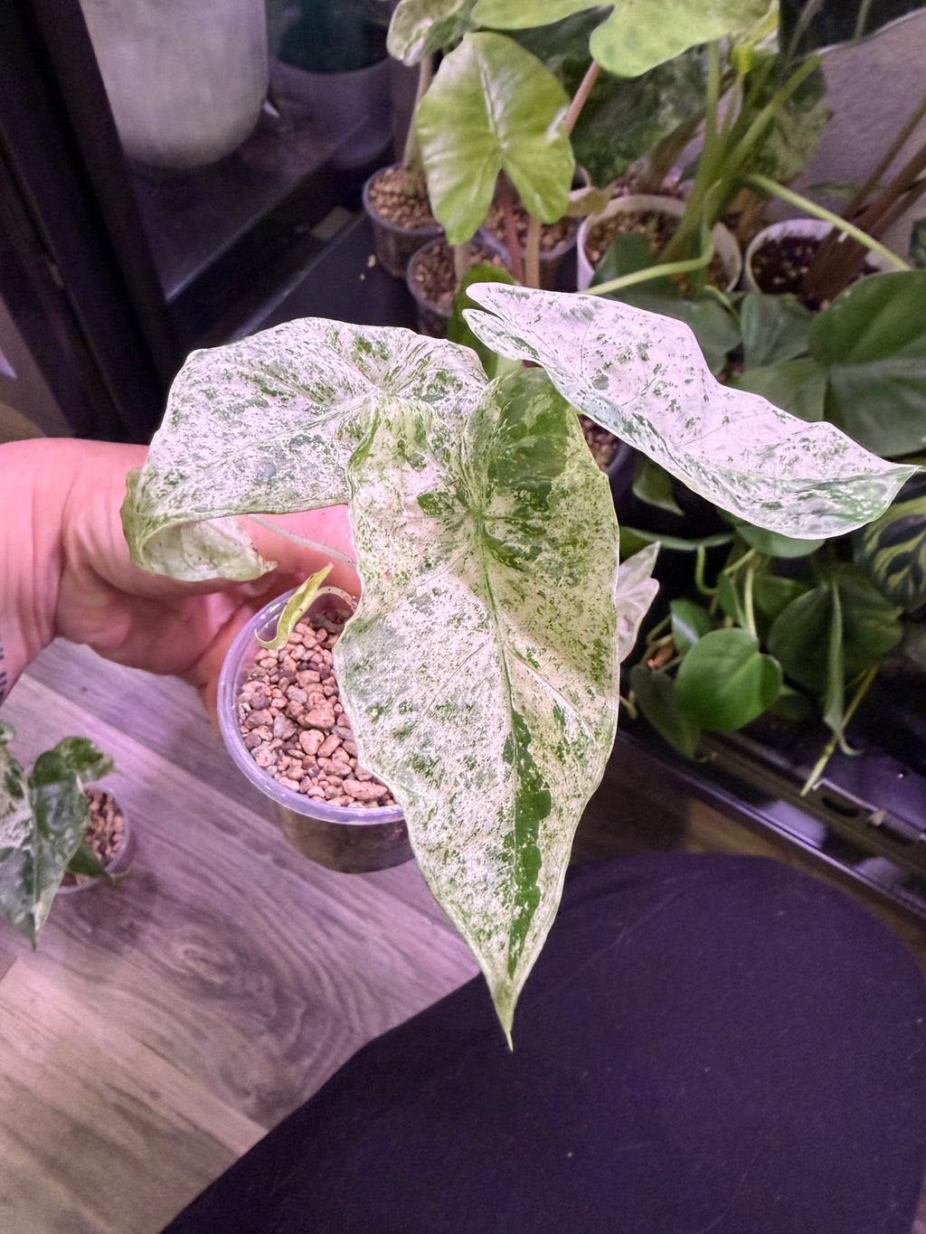 Alocasia Camouflage - Live Plant - RARE