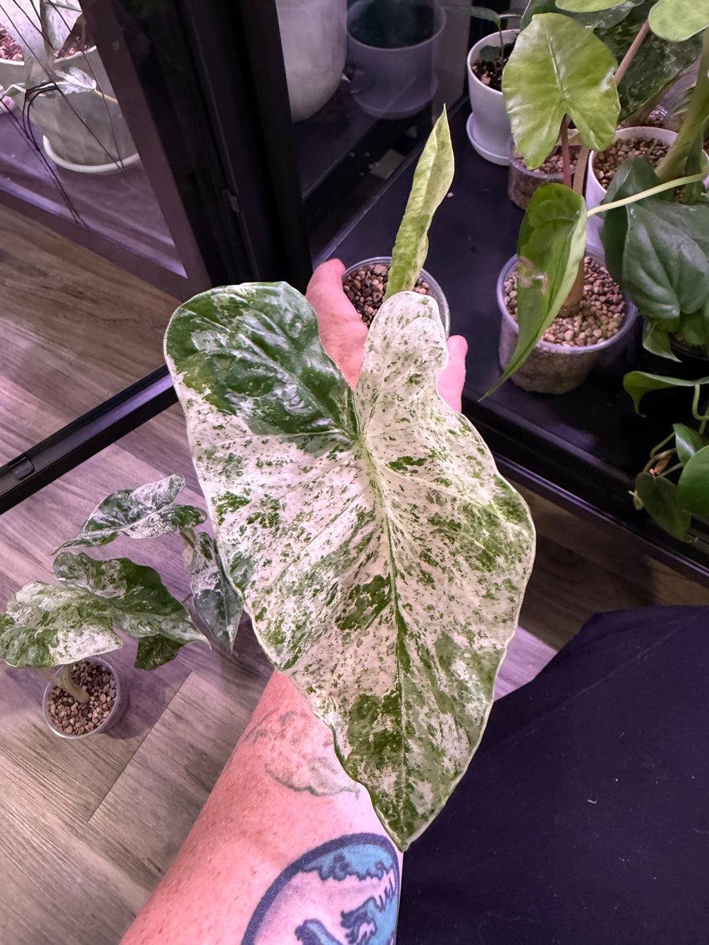 Alocasia Camouflage - Live Plant - RARE