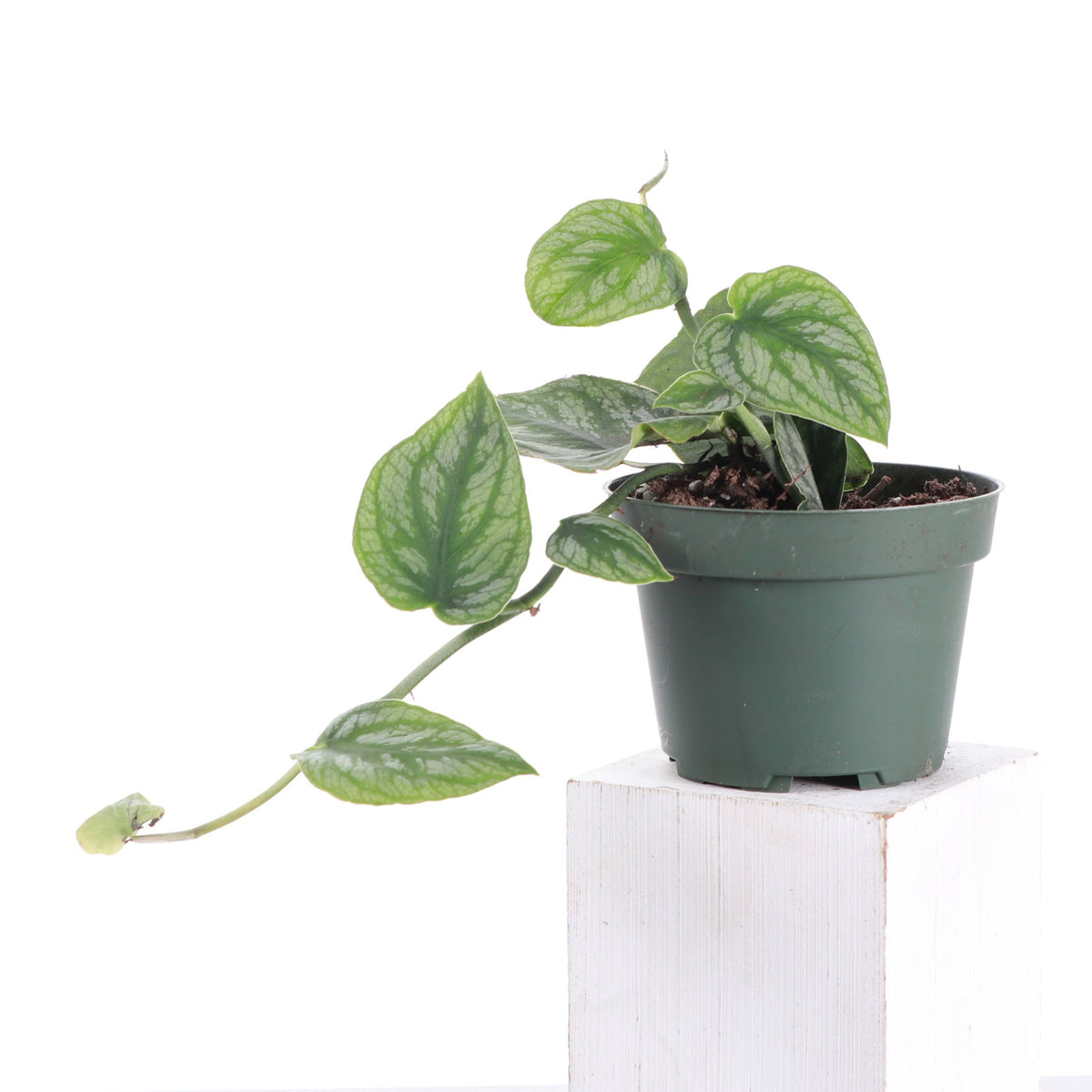 Monstera Dubia - Shingle Plant - 4" Live Plant