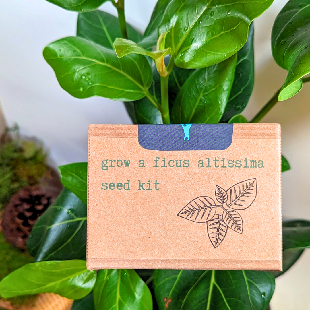 Houseplant Seed Kit