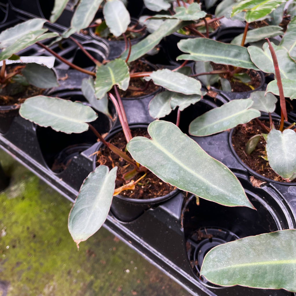 Black Form Philodendron Billietiae - Live Plant - Rare